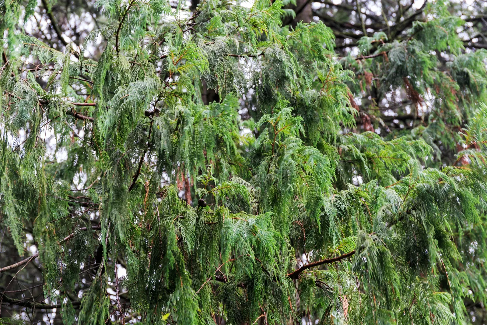 Kashmir Cypress (Cupressus Cashmeriana) — is a captivating coniferous evergreen; notably, this splendid tree thrives in USDA hardiness zones 7 to 9, preferring