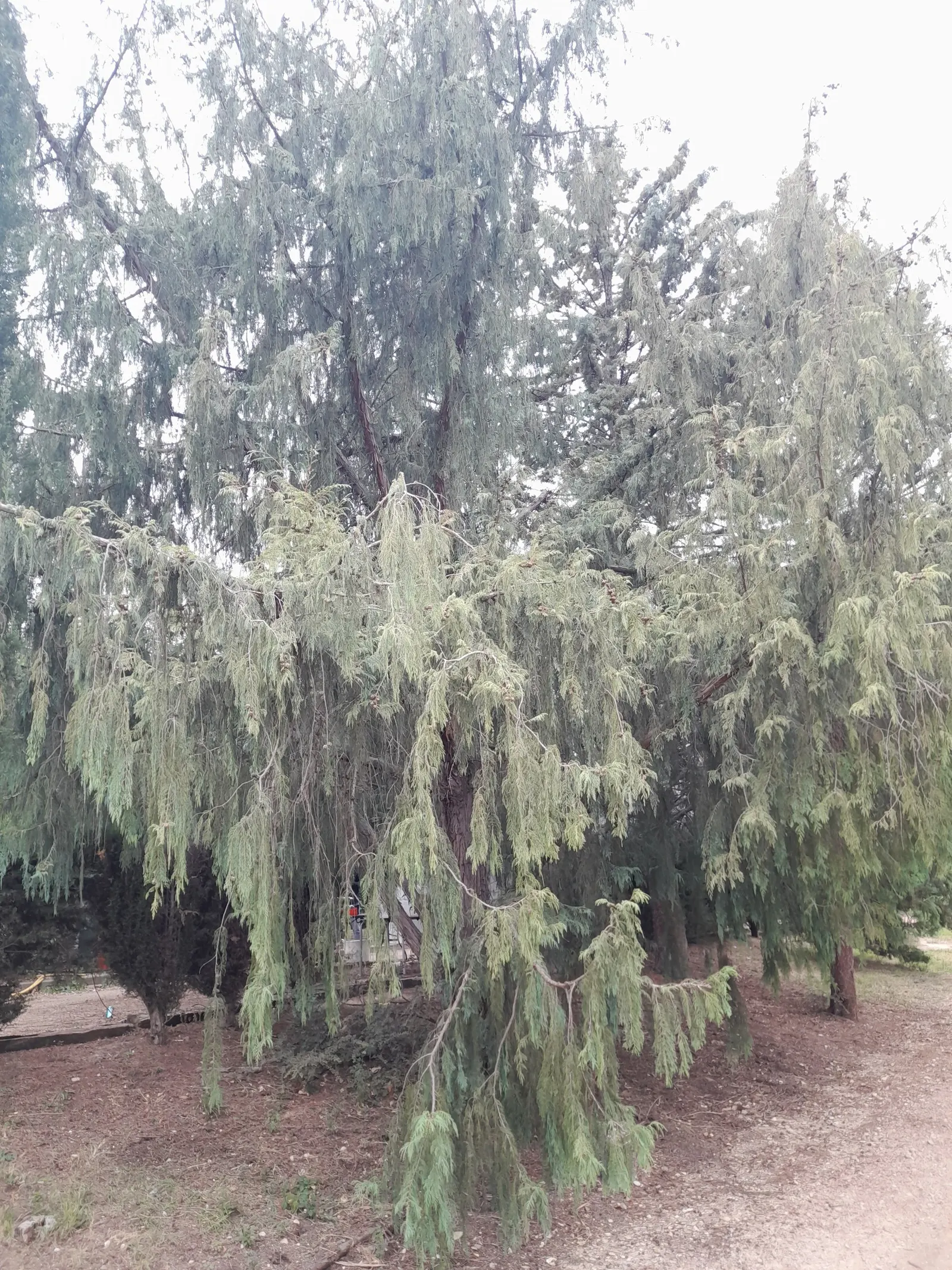Kashmir Cypress (Cupressus Cashmeriana) — Prefers full sun, well-drained soil, and thrives in USDA zones 7-9