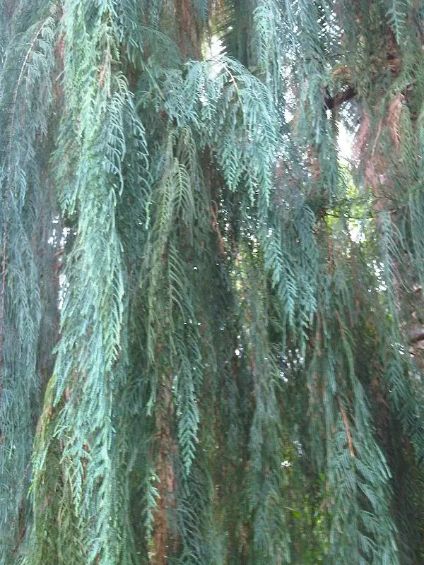Kashmir Cypress (Cupressus Cashmeriana) — conifer / tree for full