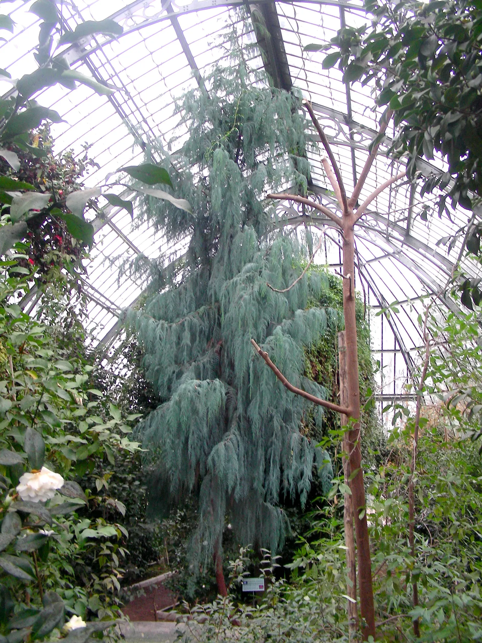 Kashmir Cypress (Cupressus Cashmeriana) — The Kashmir Cypress, Cupressus cashmeriana, is a graceful evergreen conifer known for its weeping habit; it reaches