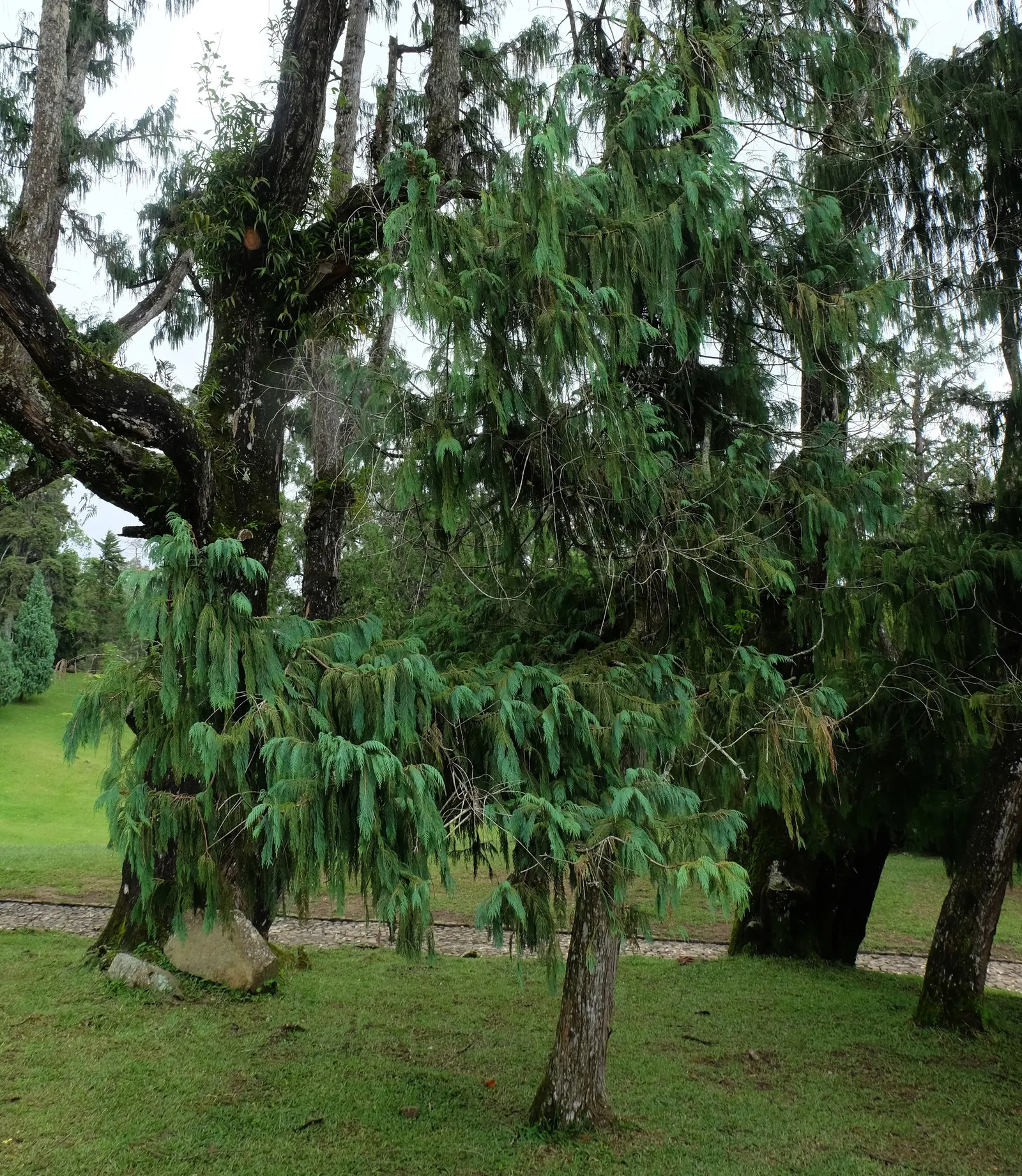 Kashmir Cypress (Cupressus Cashmeriana) — This ornamental tree boasts long; elongated leaves that exhibit a vibrant blue-green hue