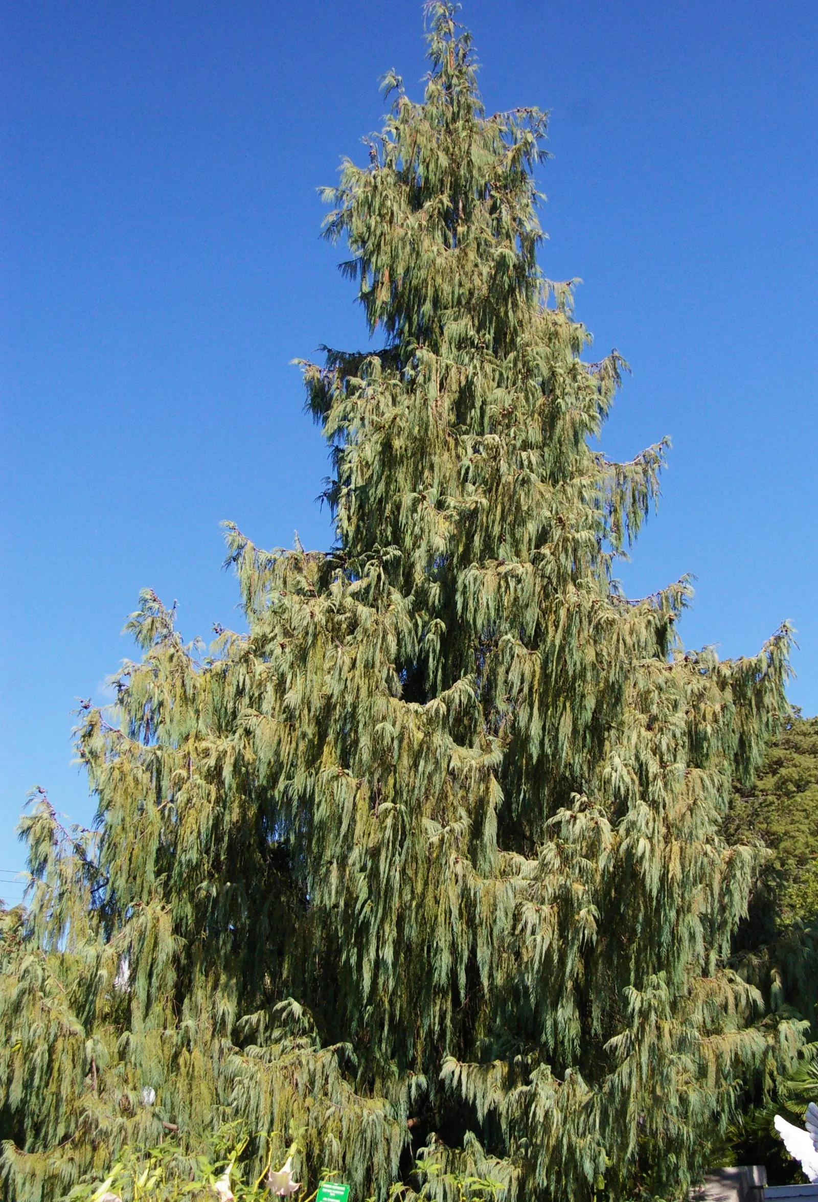 Kashmir Cypress (Cupressus Cashmeriana) — weeping form that adds an air of grace to any garden landscape
