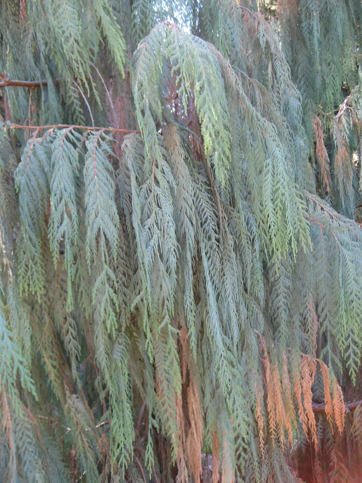 Kashmir Cypress (Cupressus Cashmeriana) — creating an elegant silhouette; the Kashmir Cypress, Cupressus cashmeriana, is a graceful evergreen conifer known for