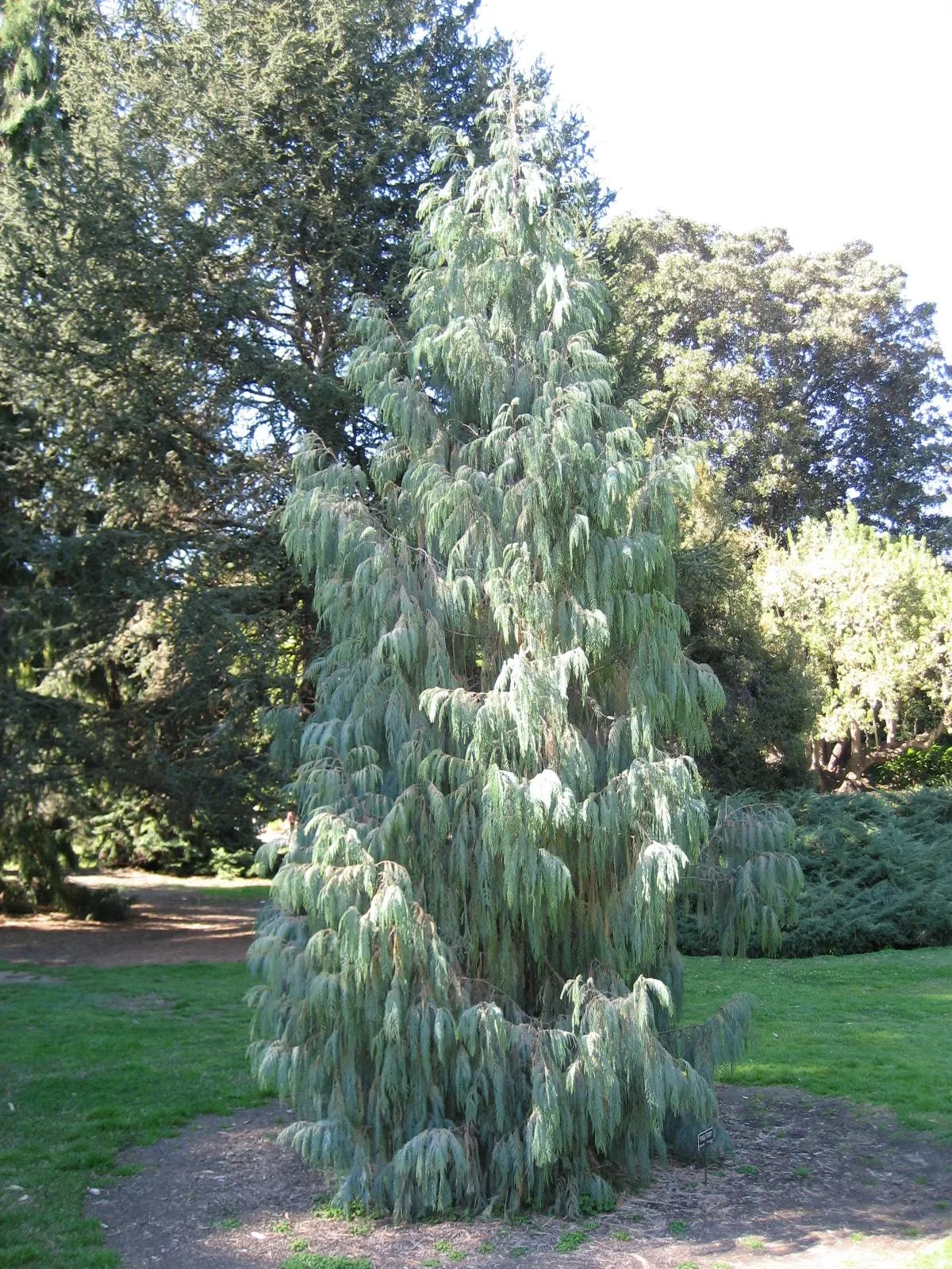 Kashmir Cypress (Cupressus Cashmeriana) — Notably, this splendid tree thrives in USDA hardiness zones 7 to 9, preferring full sun to partial shade; can