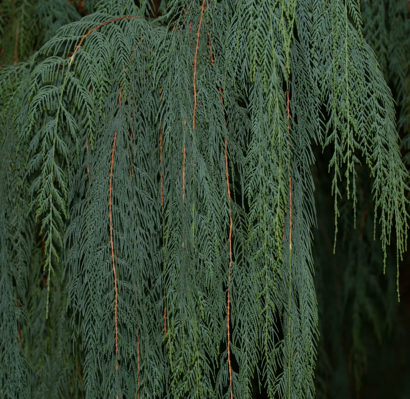 Kashmir Cypress (Cupressus Cashmeriana) — Originating from the verdant valleys of the Eastern Himalayas; embodying a tranquil and exotic charm