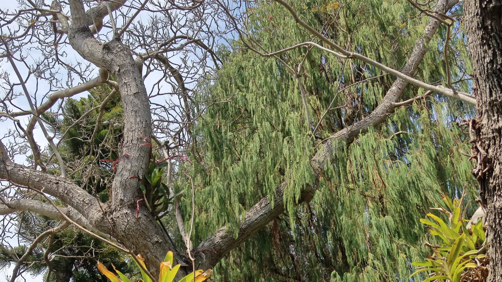 Kashmir Cypress (Cupressus Cashmeriana) — the Kashmir Cypress will remain a striking feature in the garden for years to come