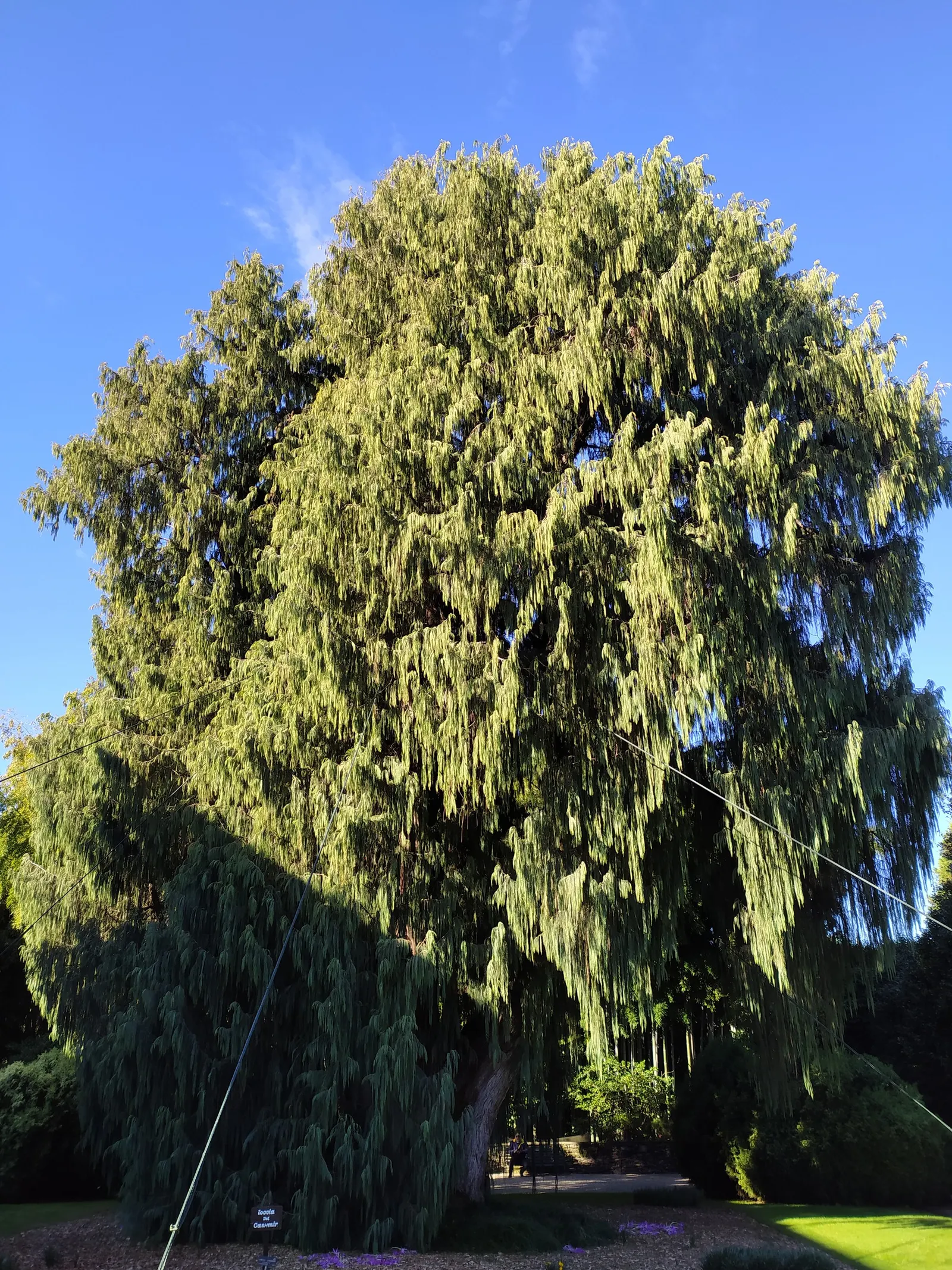 Kashmir Cypress (Cupressus Cashmeriana) — can tolerate occasional droughts.<br><br>For the utmost visual impact within a landscape design