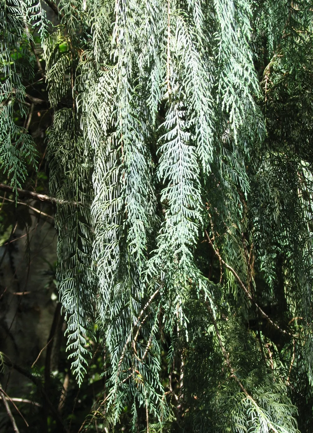 Kashmir Cypress (Cupressus Cashmeriana) — can tolerate occasional droughts.<br><br>For the utmost visual impact within a landscape design; creating an elegant