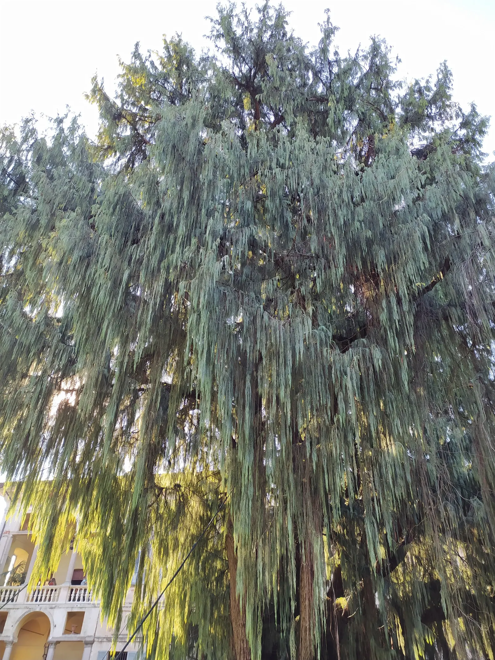 Kashmir Cypress (Cupressus Cashmeriana) — Originating from the verdant valleys of the Eastern Himalayas