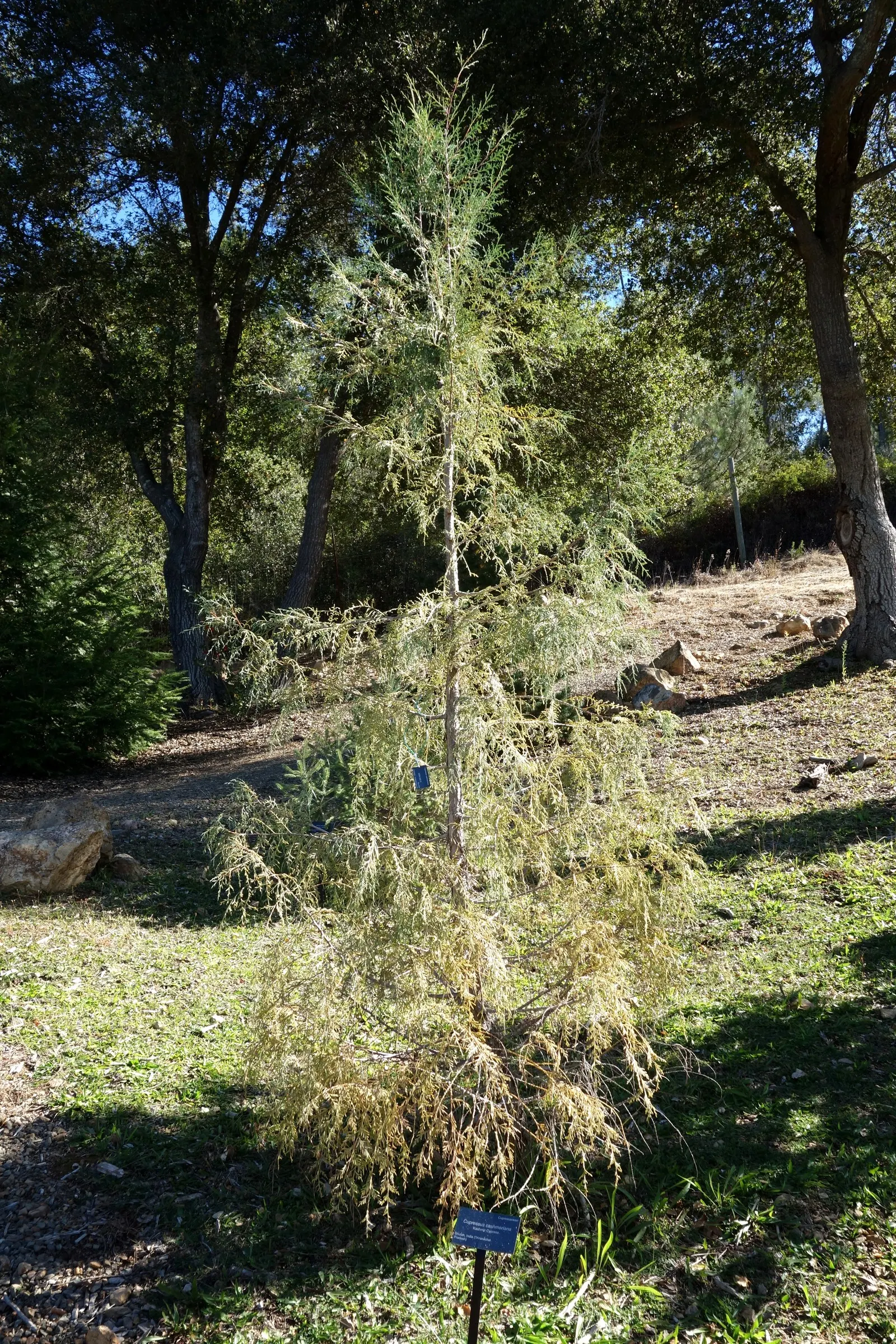 Kashmir Cypress (Cupressus Cashmeriana) — Prefers full sun, well-drained soil, and thrives in USDA zones 7-9; the Kashmir Cypress will remain a striking