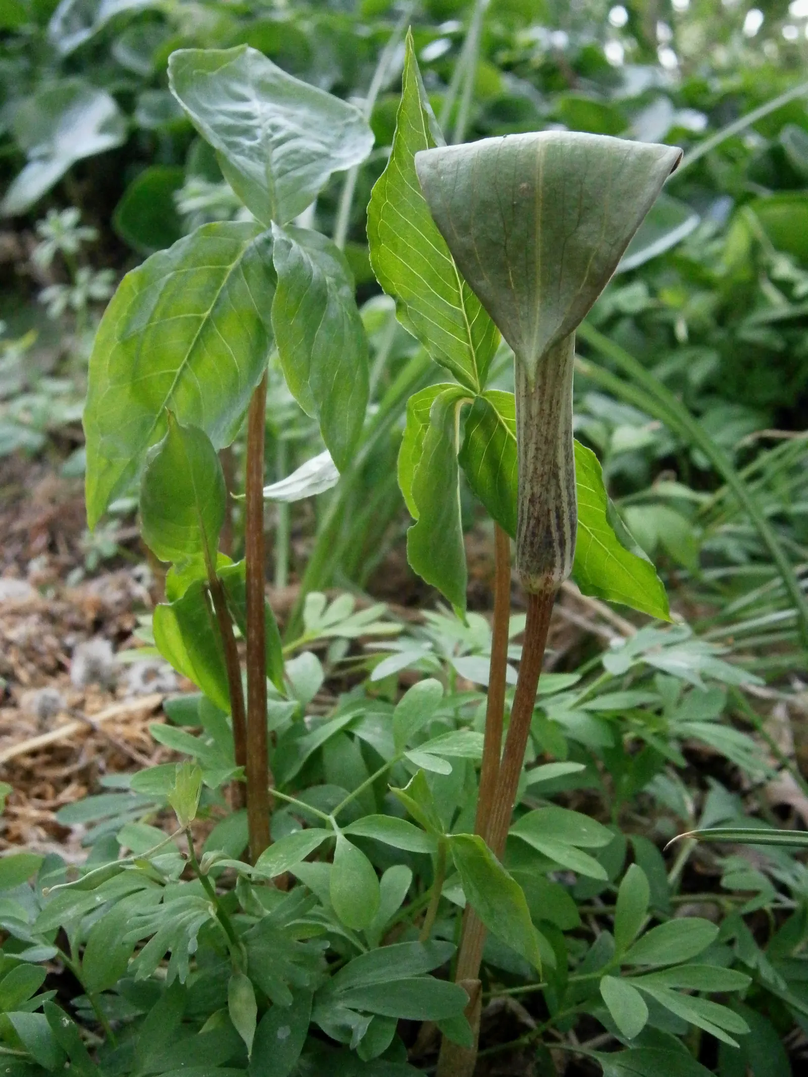 Jack-In-The-Pulpit (Arisaema Triphyllum) — is an enchanting perennial woodland inhabitant valued for its unique flowering structure and its bold; a, image 96