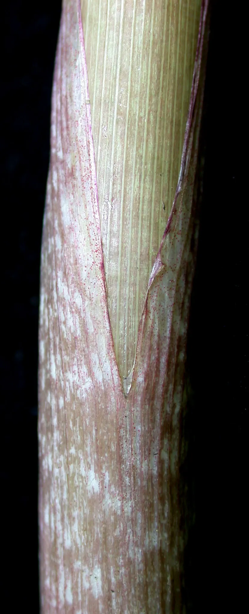 Jack-In-The-Pulpit (Arisaema Triphyllum) — rich soil with partial to full shade; this intriguing bloom, which can reach a height of 1 to 2 feet, image 46