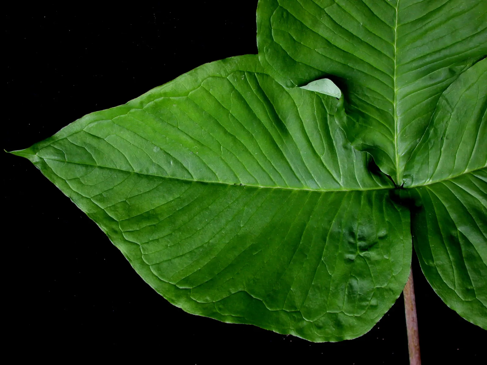 Jack-In-The-Pulpit (Arisaema Triphyllum) — well-drained soil rich in organic matter; jack-in-the-pulpit requires moist