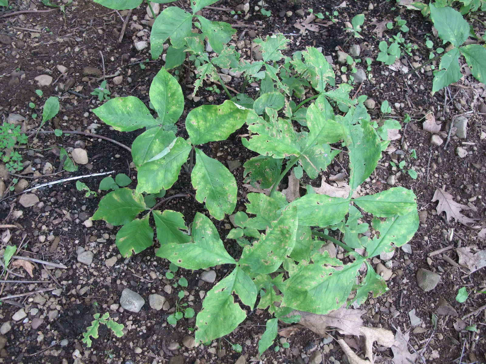 Jack-In-The-Pulpit (Arisaema Triphyllum) — a hooded spathe marked with distinctive stripes or solid colors ranging from green to deep purple