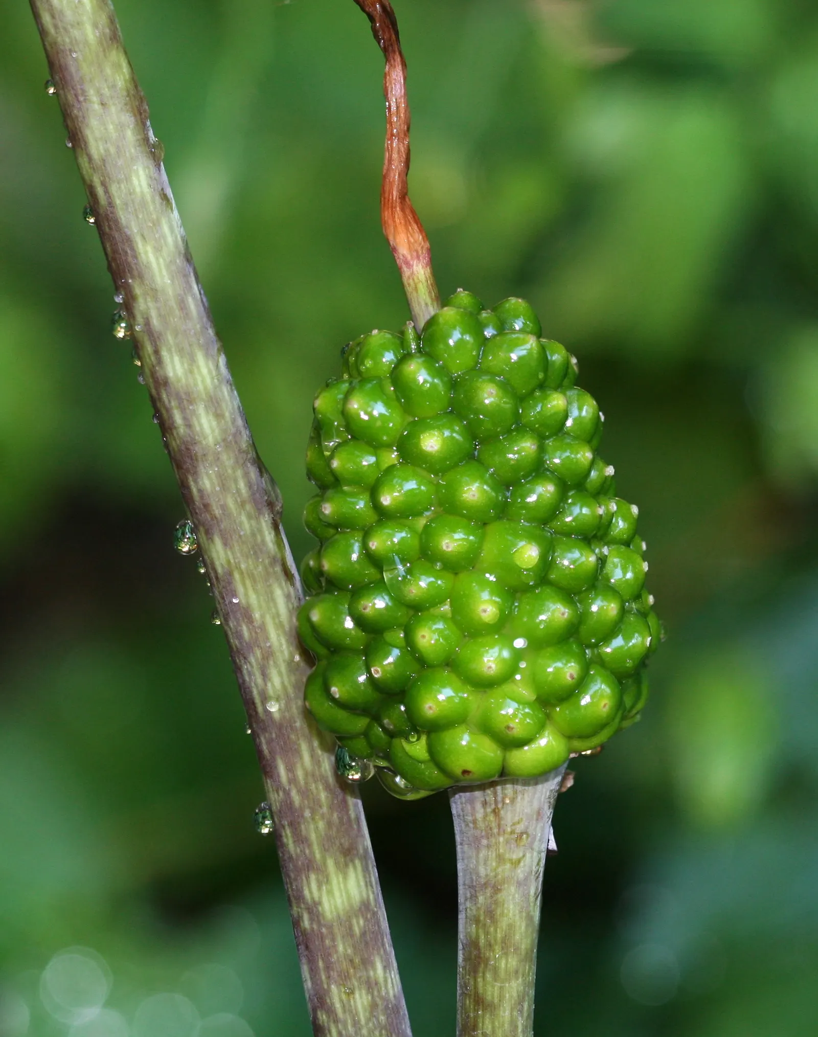 Jack-In-The-Pulpit (Arisaema Triphyllum) — It can adapt to various soil types but thrives best in a slightly acidic to neutral pH range; perennial with gold