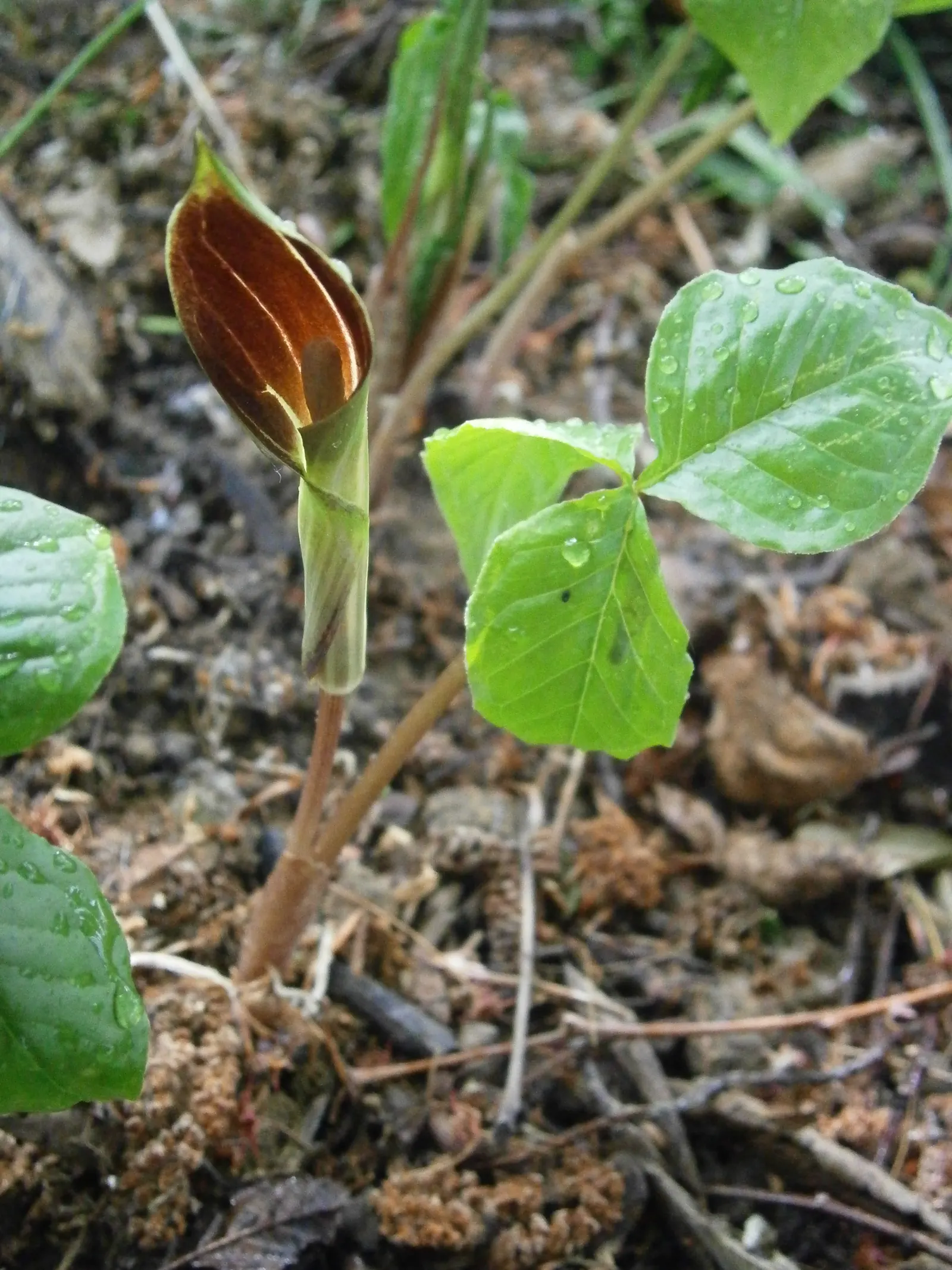 Jack-In-The-Pulpit (Arisaema Triphyllum) — This intriguing bloom, which can reach a height of 1 to 2 feet, appears from late spring to early, image 99