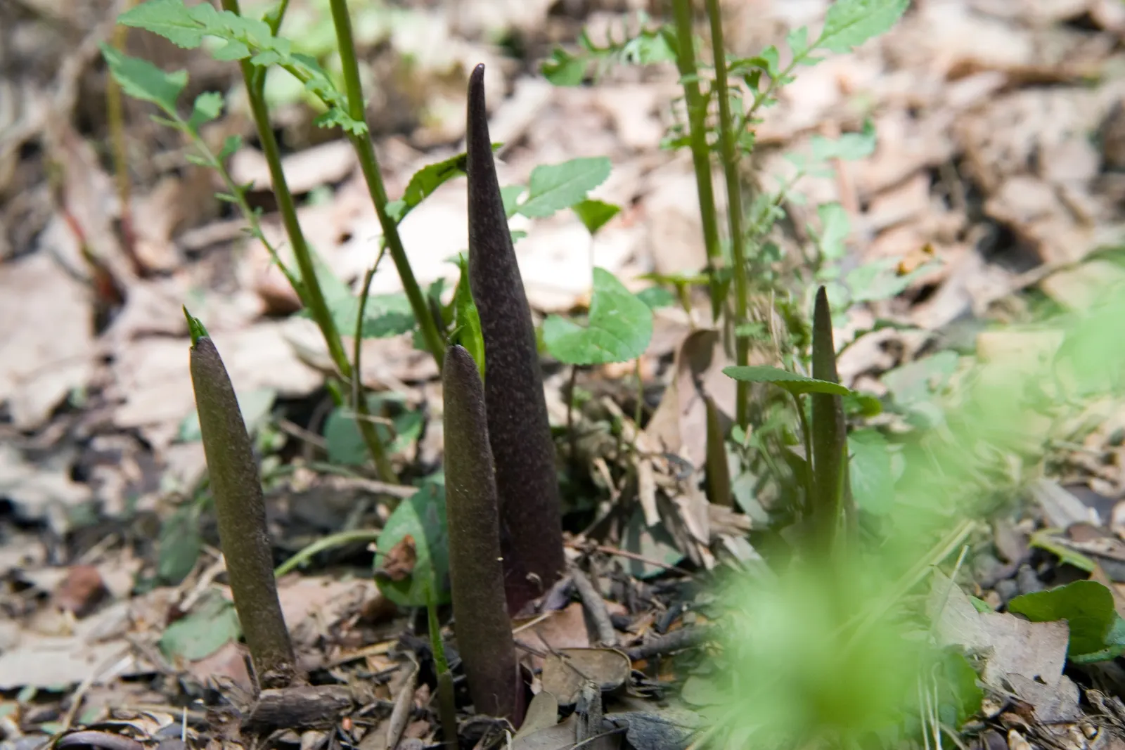 Jack-In-The-Pulpit (Arisaema Triphyllum) — It features a hooded spathe up to 5 inches tall, concealing a spadix; it bears clusters of brilliant red, image 113