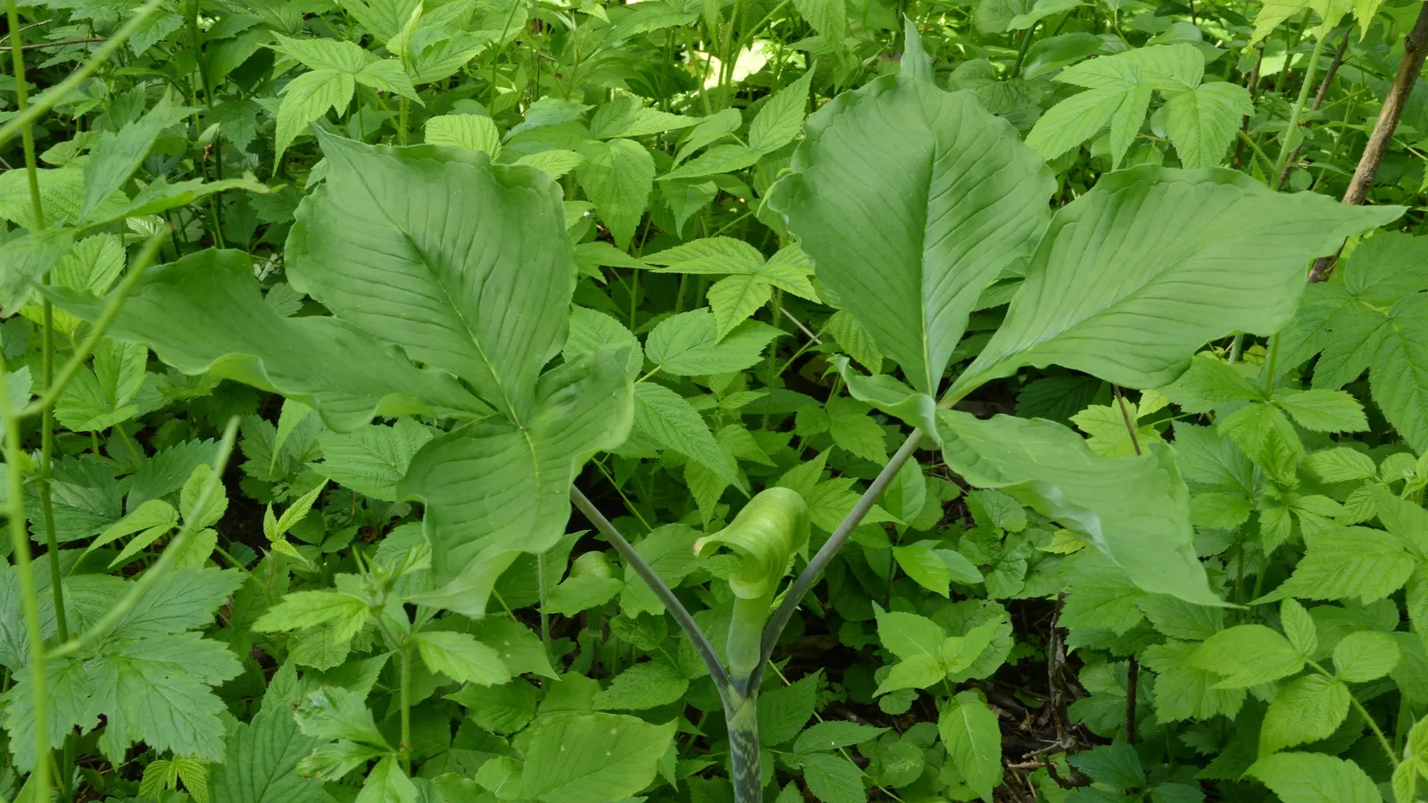 Jack-In-The-Pulpit (Arisaema Triphyllum) — this plant forms colonies through its corm-like tubers; it provides intriguing vertical accents in shaded gardens