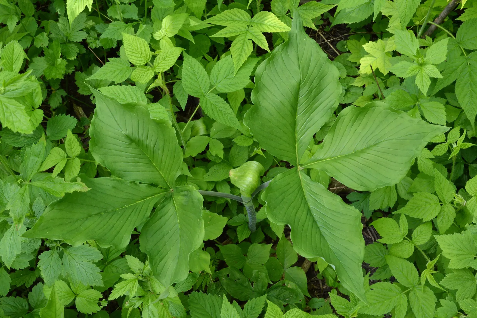 Jack-In-The-Pulpit (Arisaema Triphyllum) — Jack-in-the-pulpit requires moist; scientifically named Arisaema triphyllum