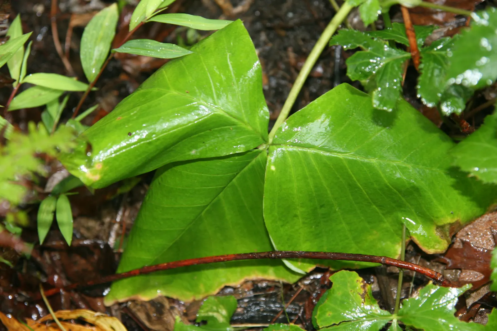 Jack-In-The-Pulpit (Arisaema Triphyllum) — scientifically named Arisaema triphyllum; rich soil with partial to full shade, image 73