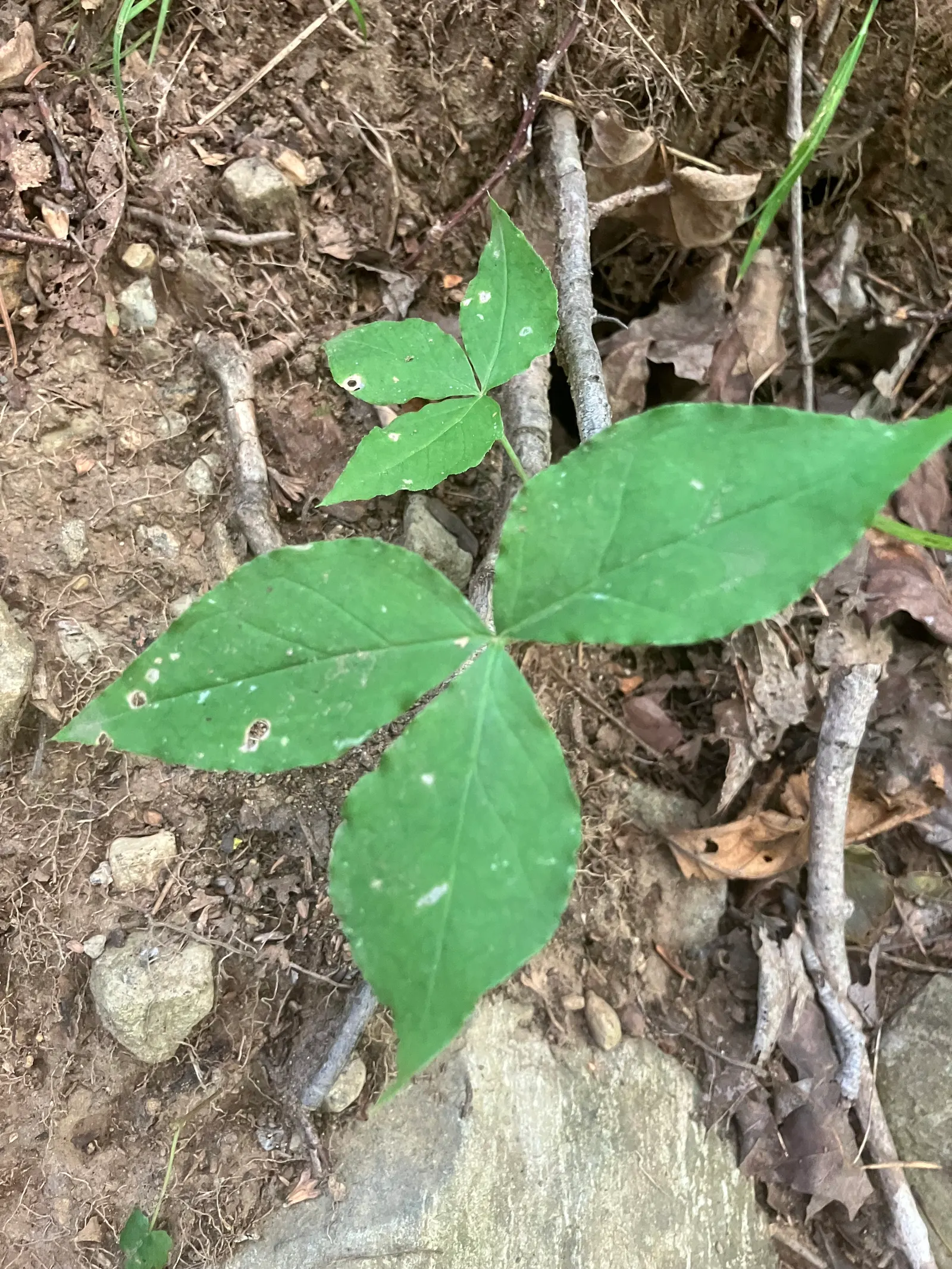 Jack-In-The-Pulpit (Arisaema Triphyllum) — This plant, native to eastern North America, grows 1-2 feet high and spreads 1 foot; it features a, image 48