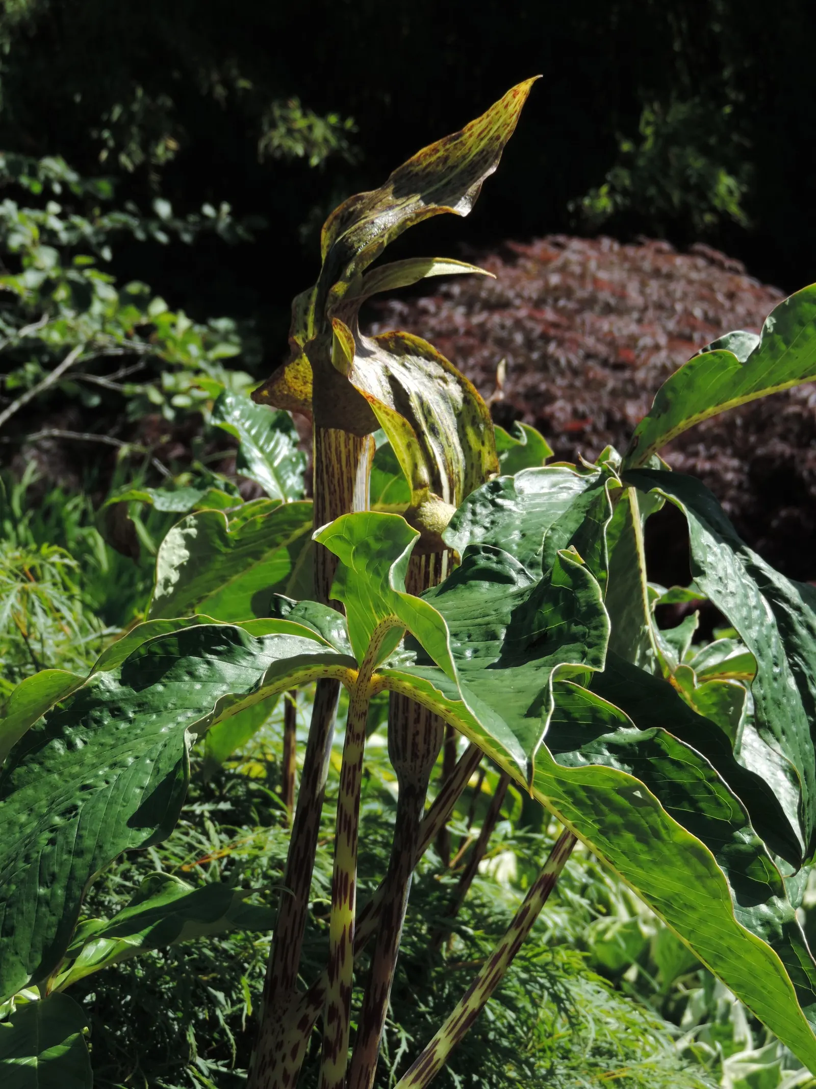 Jack-In-The-Pulpit (Arisaema Triphyllum) — scientifically named Arisaema triphyllum; rich soil with partial to full shade