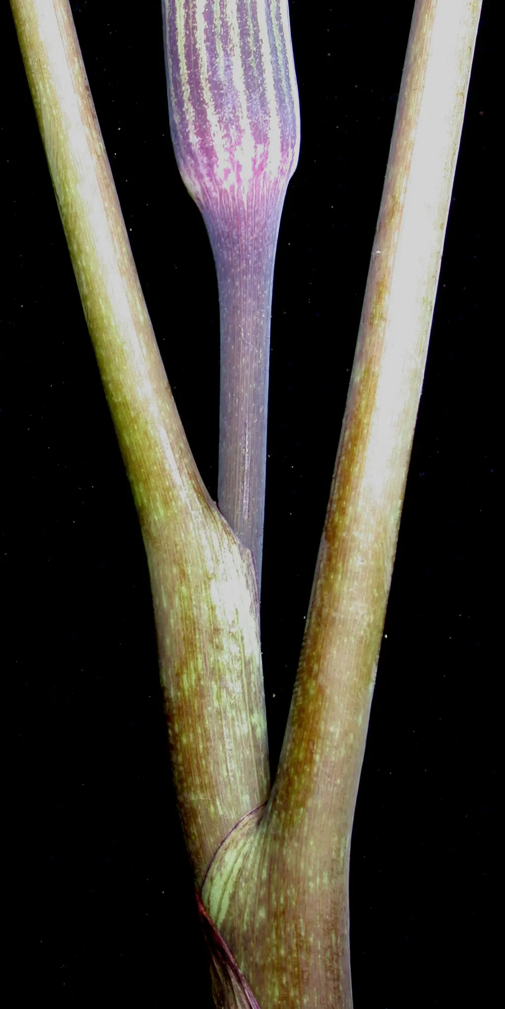 Jack-In-The-Pulpit (Arisaema Triphyllum) — This plant, native to eastern North America, grows 1-2 feet high and spreads 1 foot; it features a, image 92