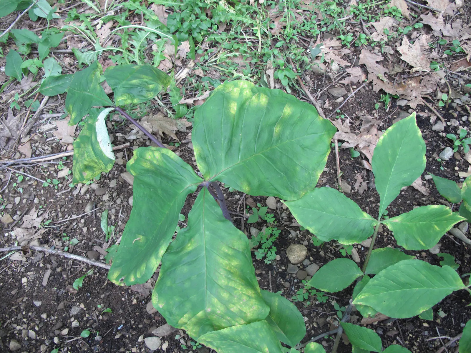 Jack-In-The-Pulpit (Arisaema Triphyllum) — it bears clusters of brilliant red berries that provide a visual interest as well as food for local, image 62