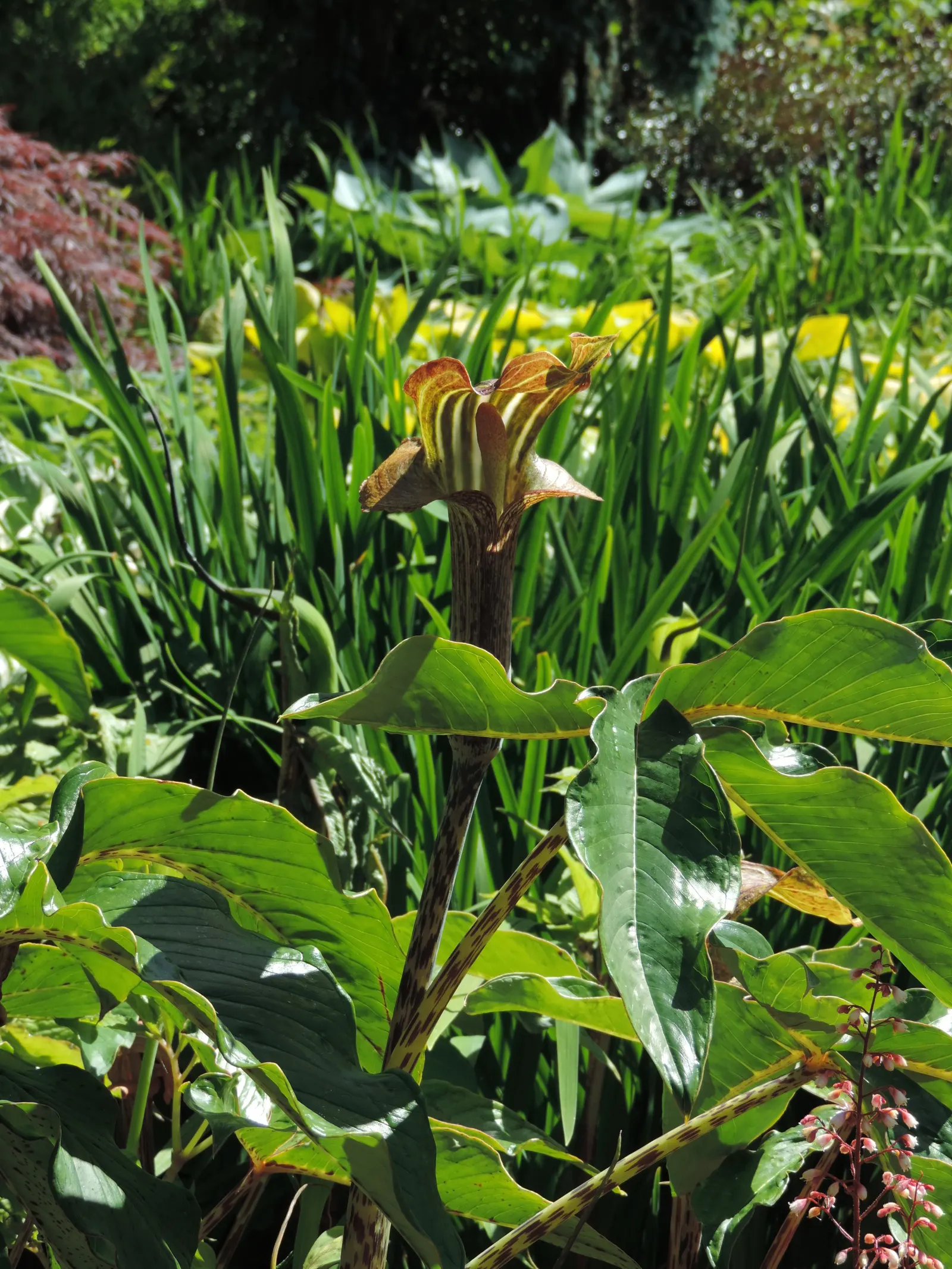 Jack-In-The-Pulpit (Arisaema Triphyllum) — well-drained soil rich in organic matter; jack-in-the-pulpit requires moist, image 103