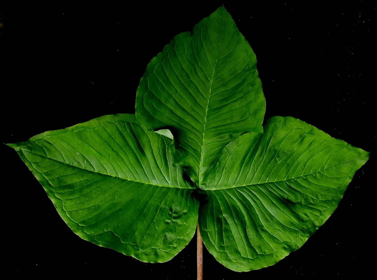 Jack-In-The-Pulpit (Arisaema Triphyllum) — which encases a central spadix; is a captivating woodland perennial, image 98