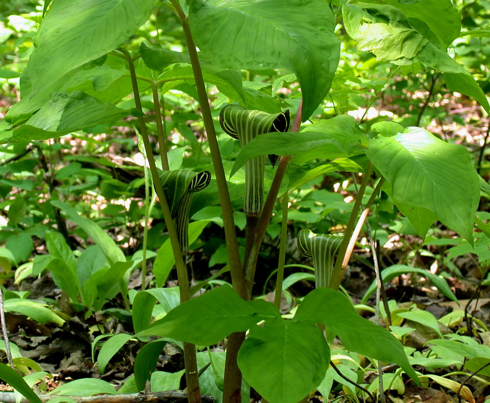 Jack-In-The-Pulpit (Arisaema Triphyllum) — It features a hooded spathe up to 5 inches tall, concealing a spadix; it bears clusters of brilliant red, image 69