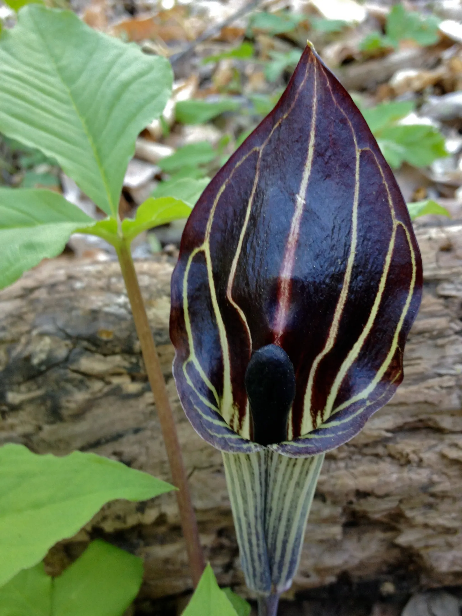 Jack-In-The-Pulpit (Arisaema Triphyllum) — It features a hooded spathe up to 5 inches tall, concealing a spadix; it bears clusters of brilliant red, image 91