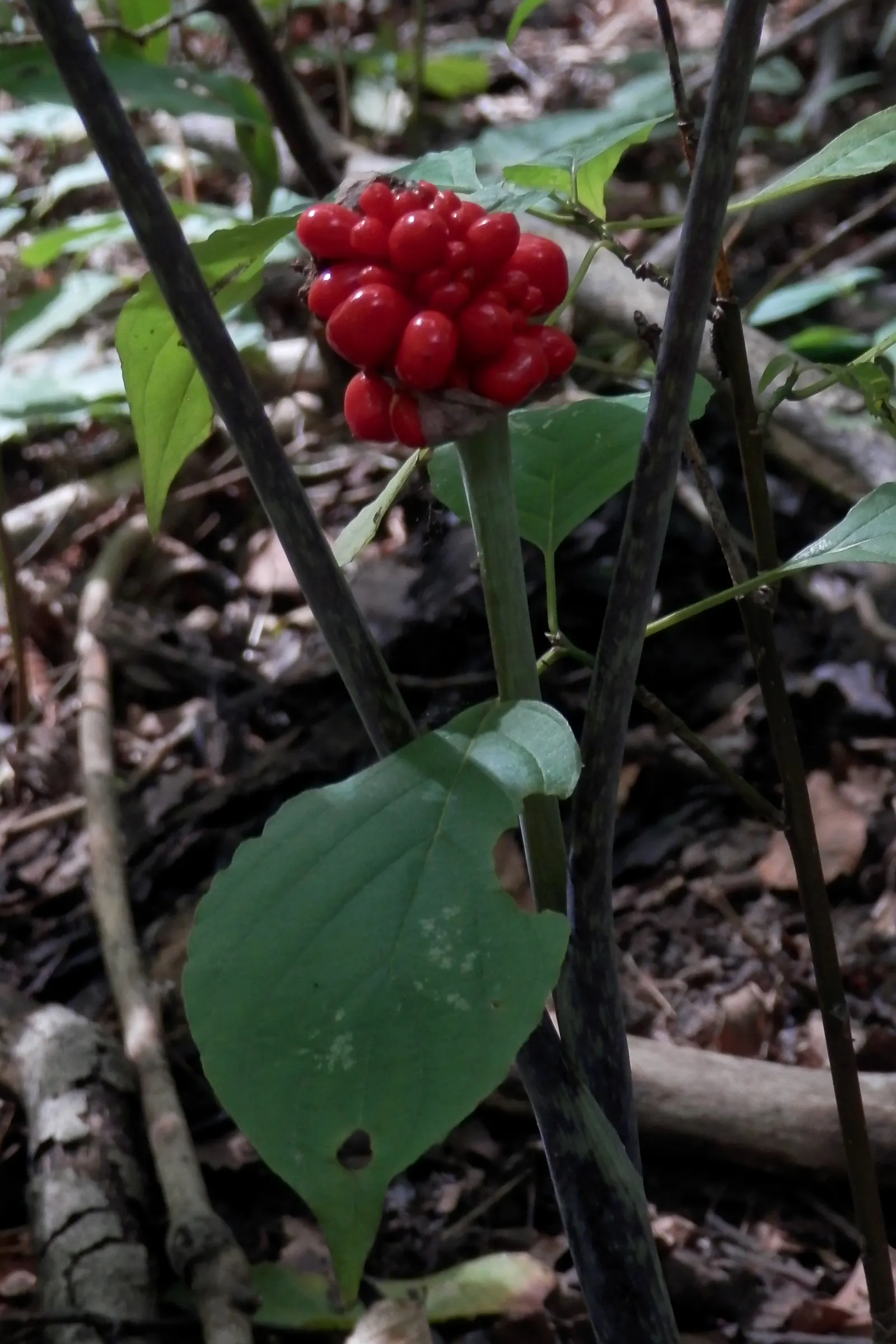 Jack-In-The-Pulpit (Arisaema Triphyllum) — it provides intriguing vertical accents in shaded gardens