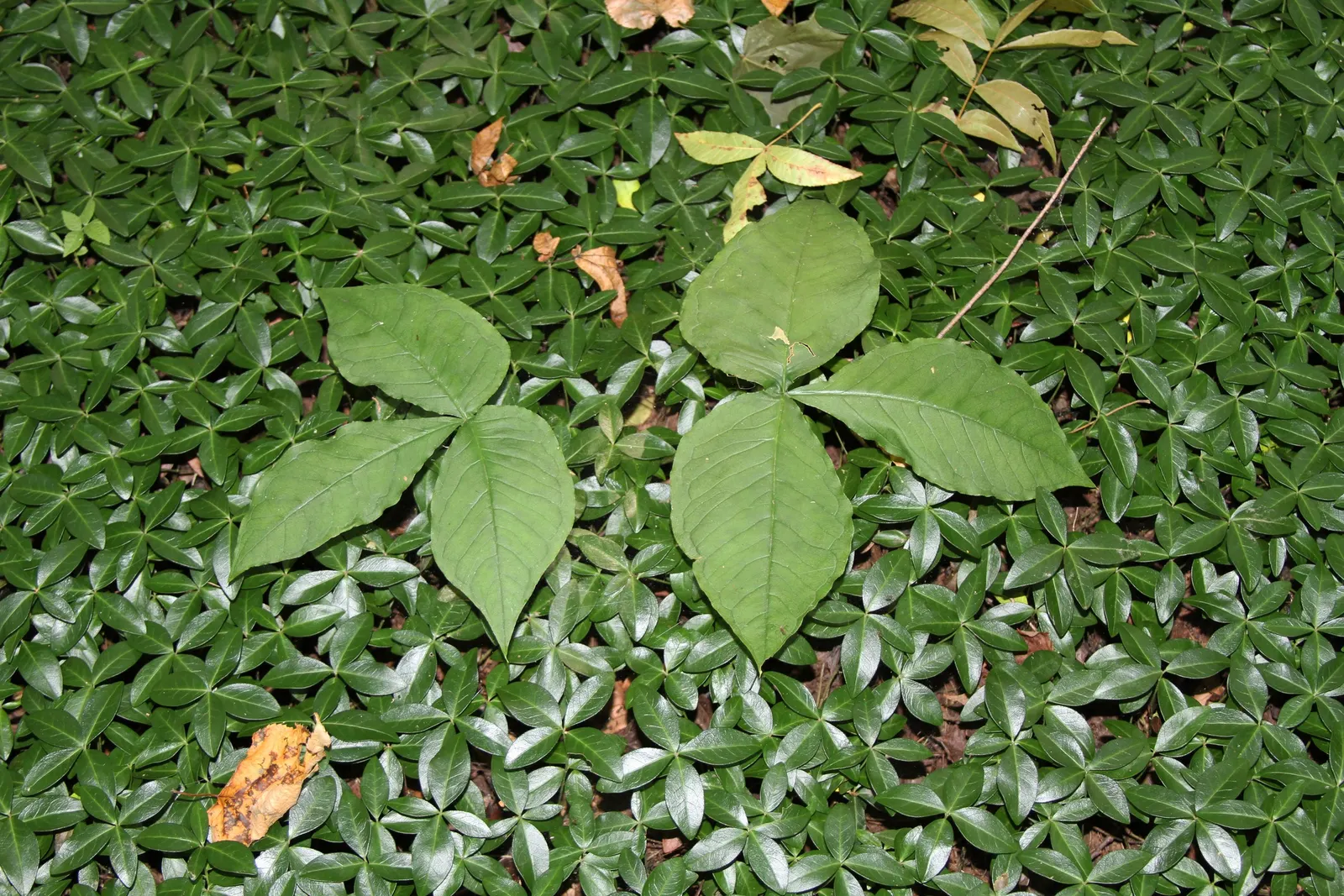 Jack-In-The-Pulpit (Arisaema Triphyllum) — perennial with gold and multi-colored and purple blooms; the spathe\'s curious shape resembles a pulpit, image 65