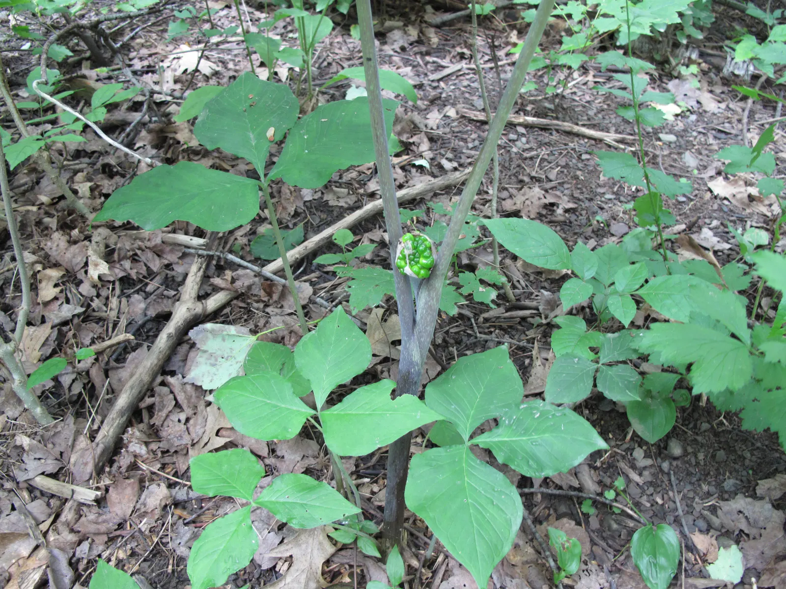 Jack-In-The-Pulpit (Arisaema Triphyllum) — With minimal care and its tolerance for low light and moist conditions; gold and multi-colored and, image 107