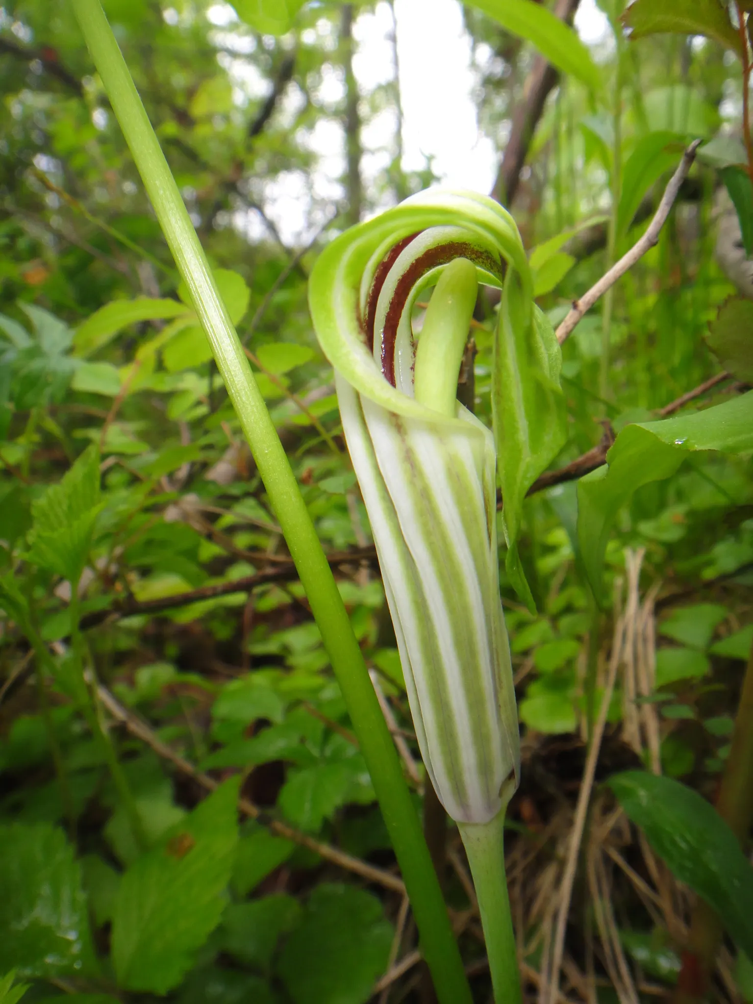 Jack-In-The-Pulpit (Arisaema Triphyllum) — This intriguing bloom, which can reach a height of 1 to 2 feet, appears from late spring to early, image 55