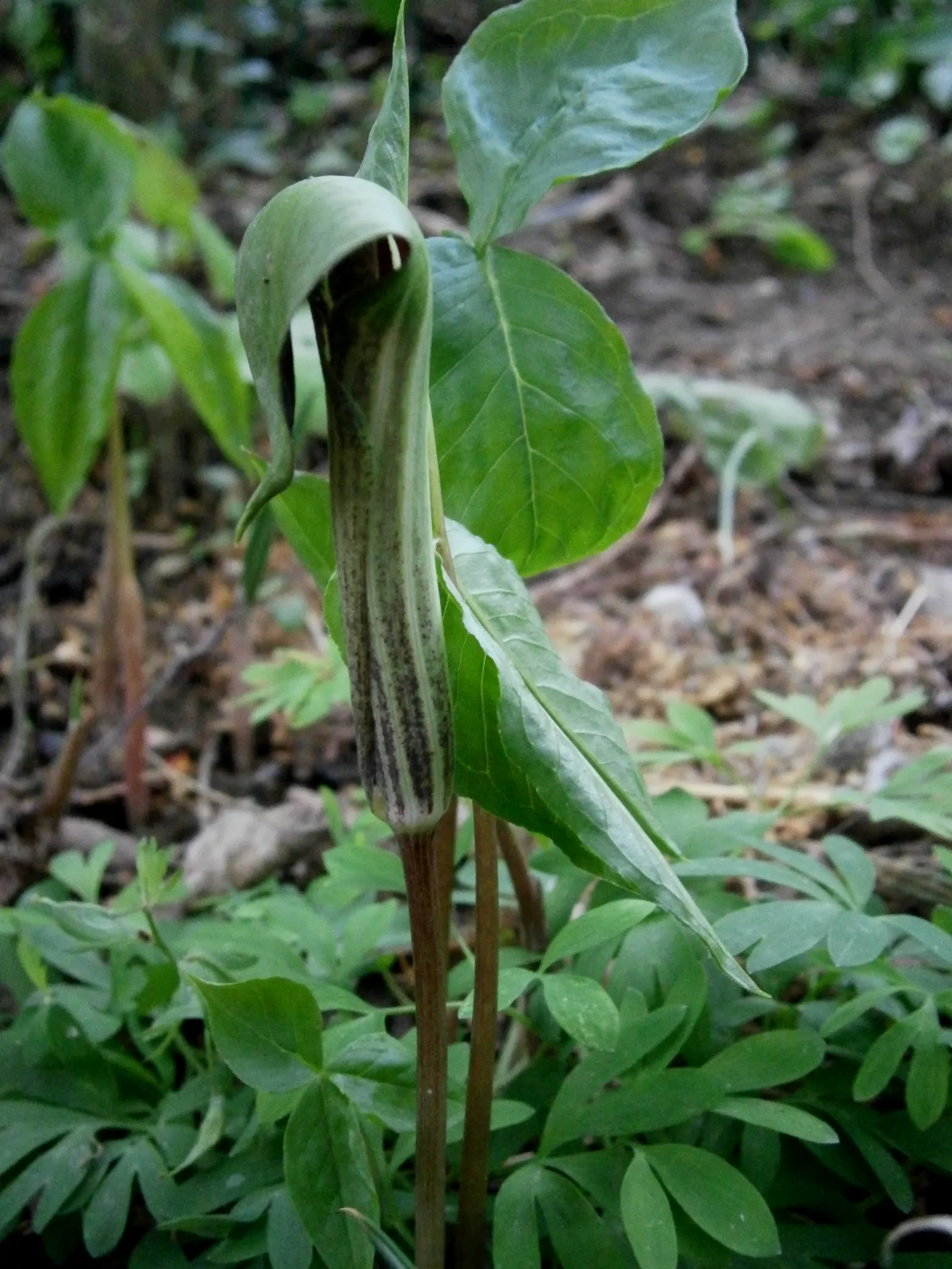 Jack-In-The-Pulpit (Arisaema Triphyllum) — gold and multi-colored and purple flowers in the garden; notable for its striking spring bloom and, image 86