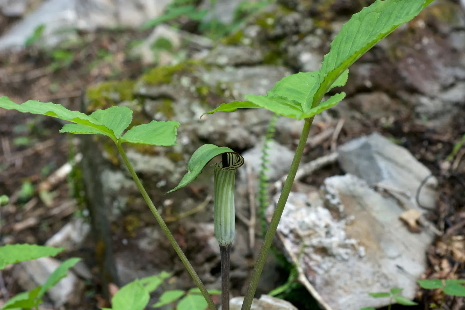 Jack-In-The-Pulpit (Arisaema Triphyllum) — which encases a central spadix