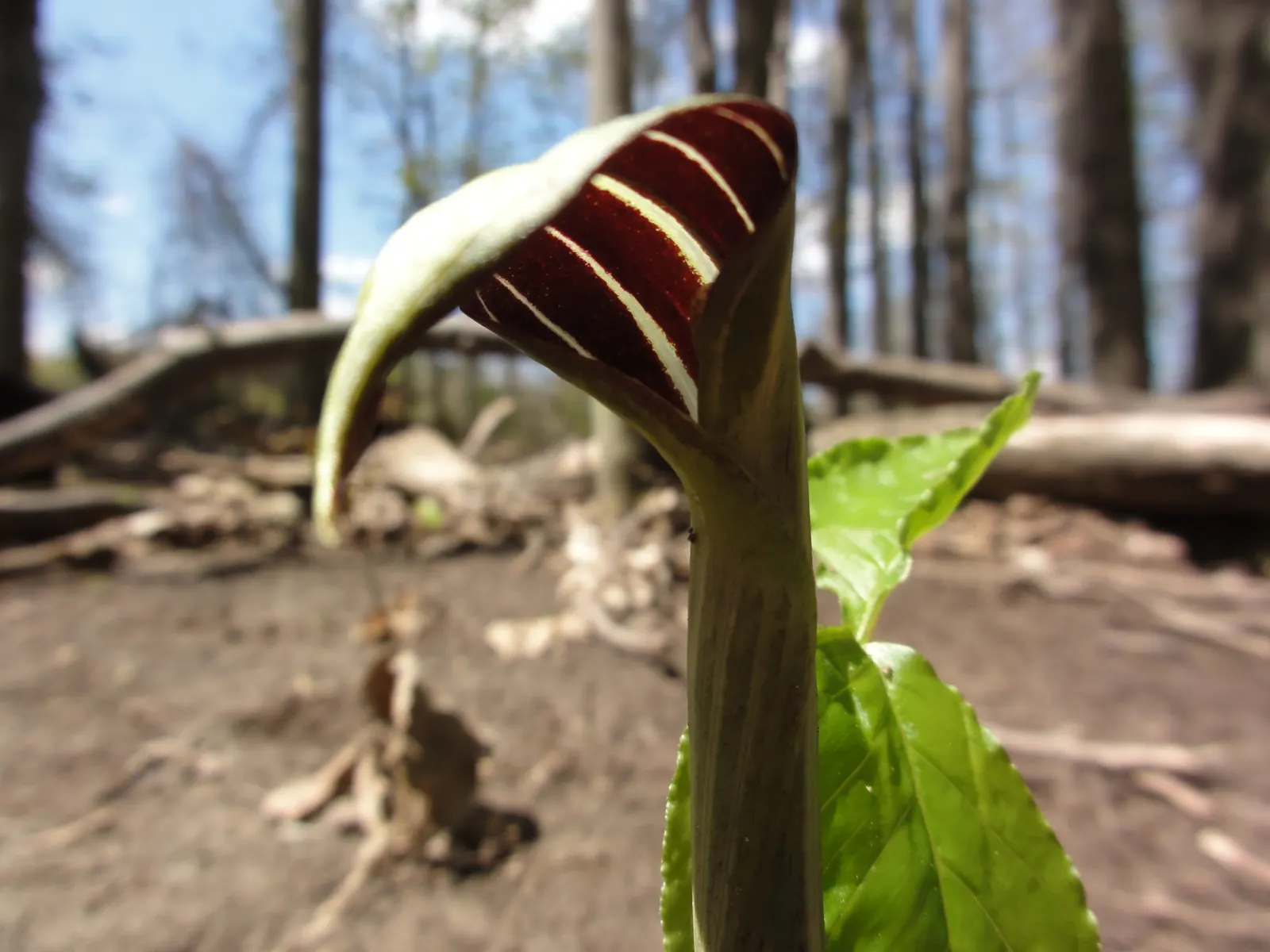 Jack-In-The-Pulpit (Arisaema Triphyllum) — it bears clusters of brilliant red berries that provide a visual interest as well as food for local, image 84