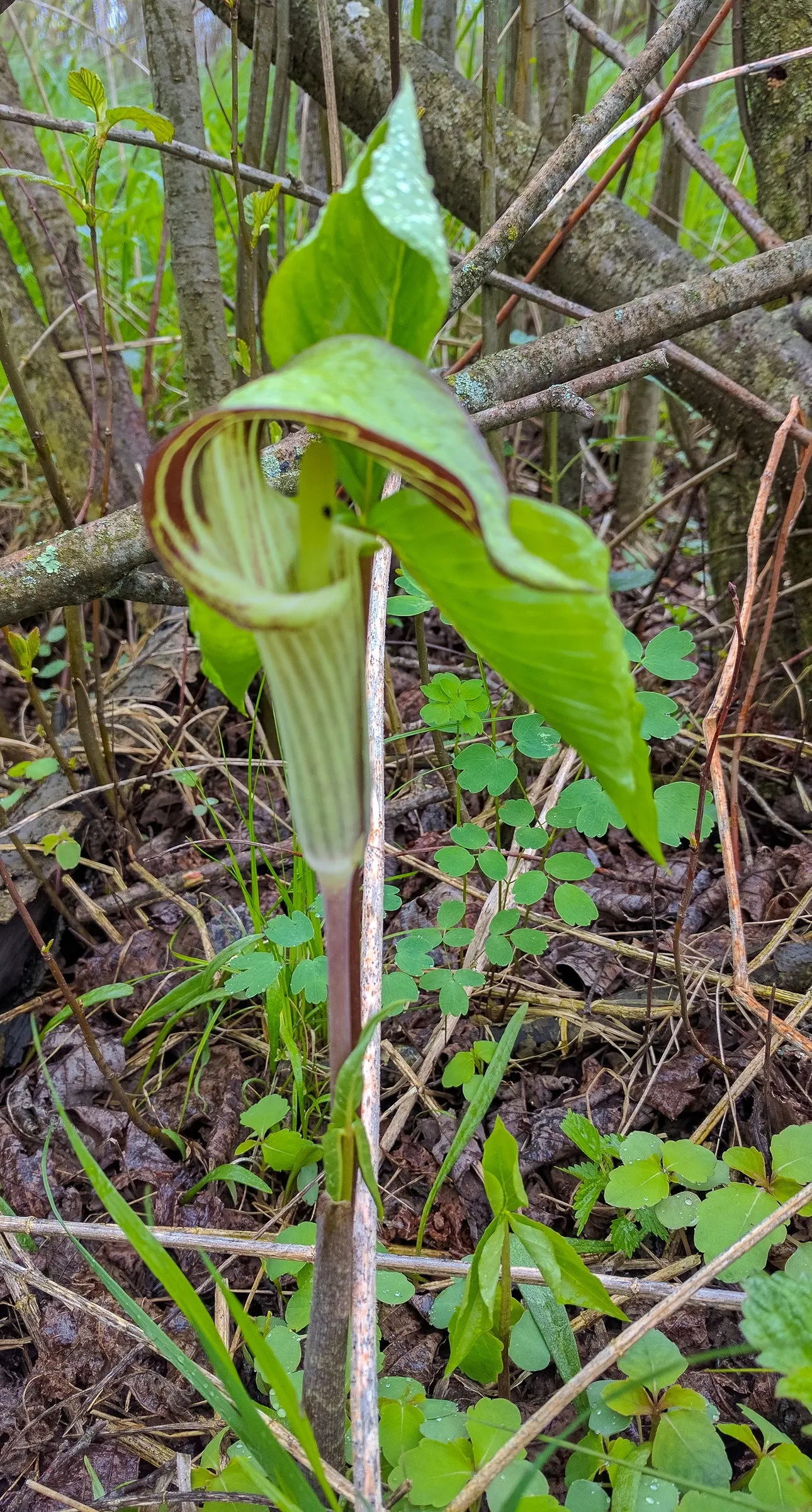 Jack-In-The-Pulpit (Arisaema Triphyllum) — it provides intriguing vertical accents in shaded gardens; this plant forms colonies through its, image 72