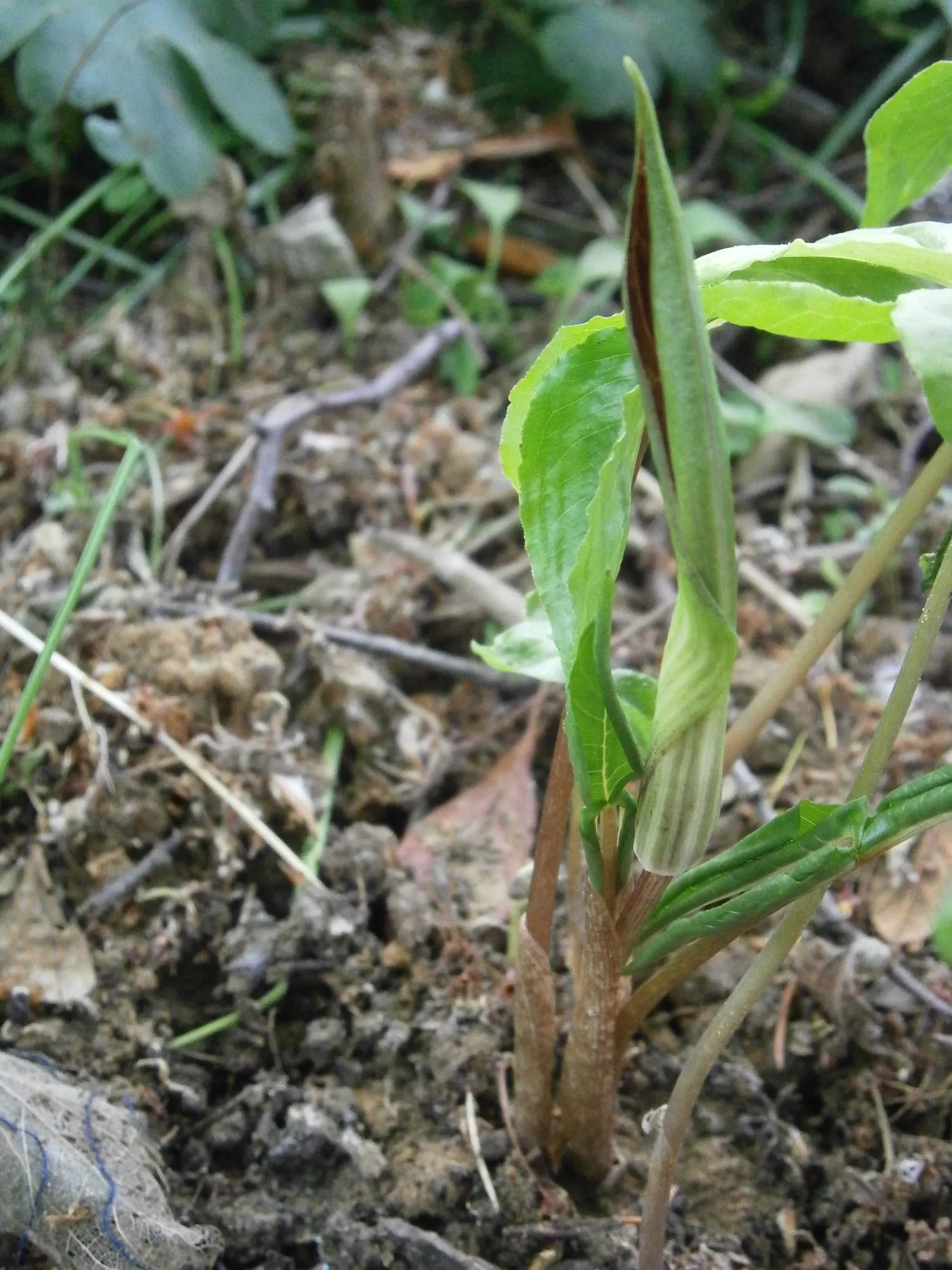 Jack-In-The-Pulpit (Arisaema Triphyllum) — Jack-in-the-pulpit requires moist