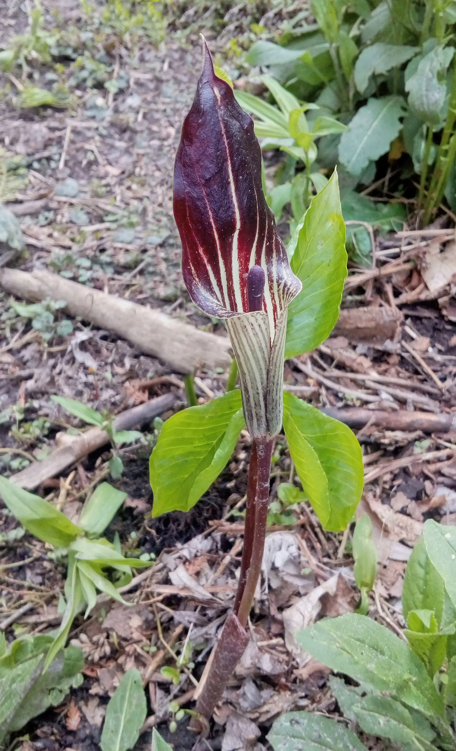 Jack-In-The-Pulpit (Arisaema Triphyllum) — is a captivating woodland perennial; this plant, native to eastern North America, grows 1-2 feet high, image 67