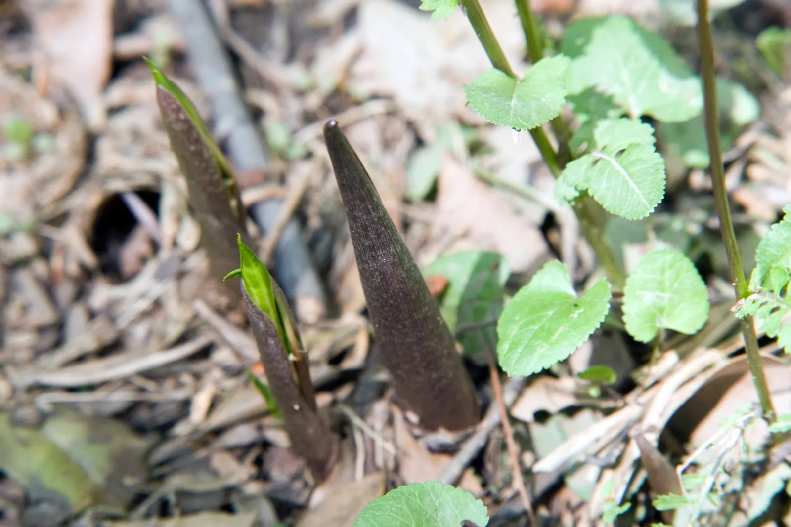 Jack-In-The-Pulpit (Arisaema Triphyllum) — It can adapt to various soil types but thrives best in a slightly acidic to neutral pH range; perennial, image 82