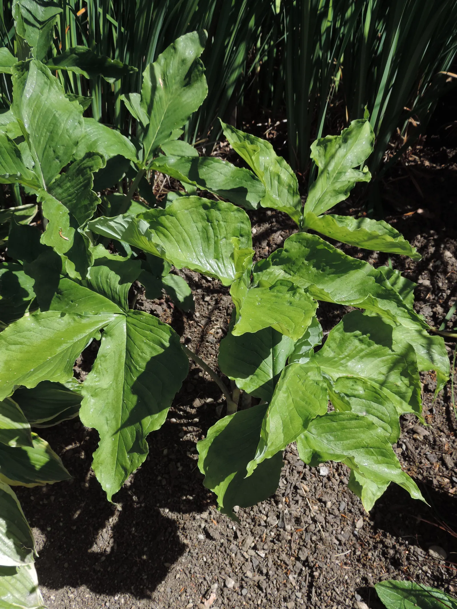 Jack-In-The-Pulpit (Arisaema Triphyllum) — perennial with gold and multi-colored and purple blooms