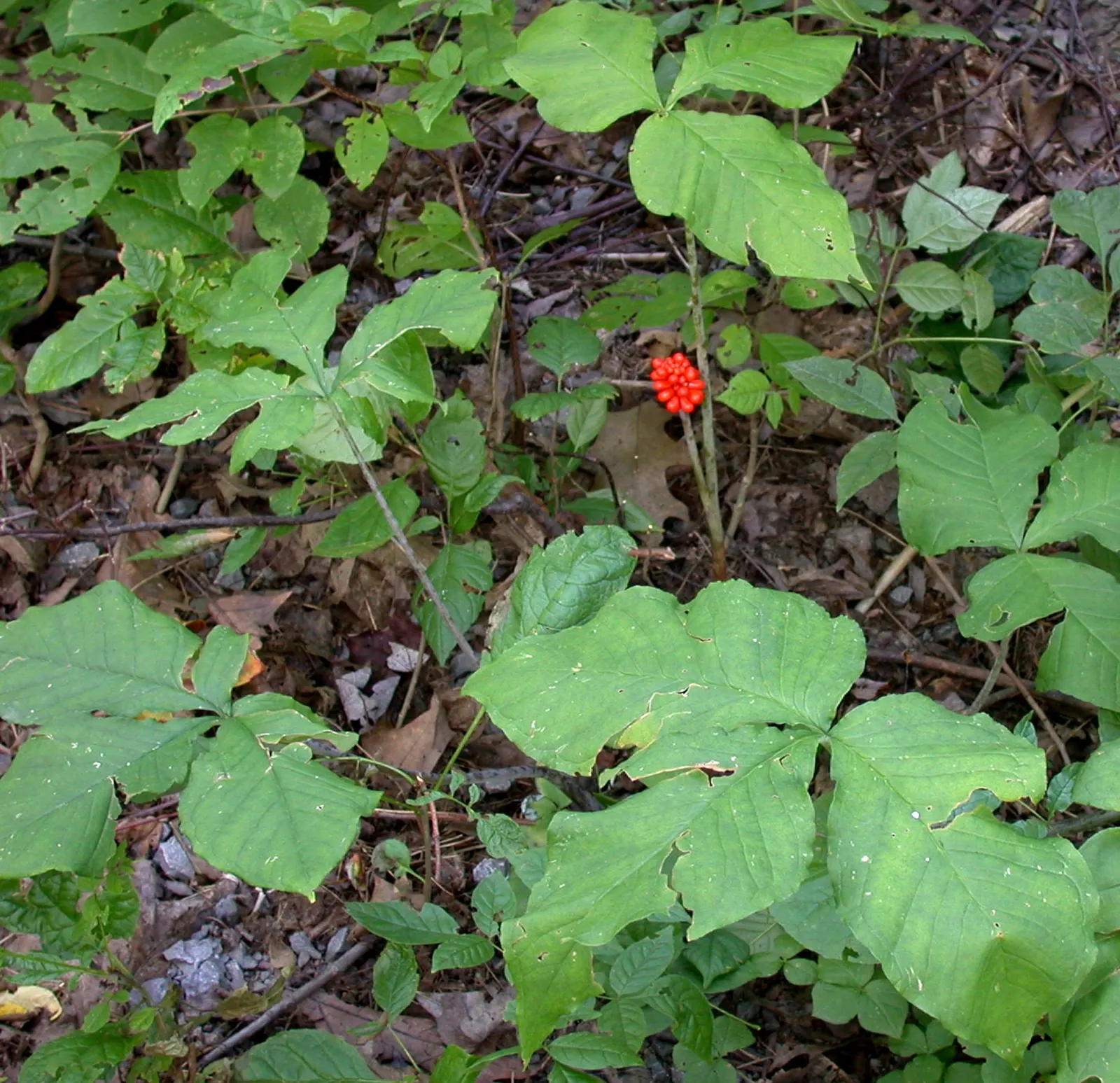 Jack-In-The-Pulpit (Arisaema Triphyllum) — With minimal care and its tolerance for low light and moist conditions; gold and multi-colored and purple flowers in