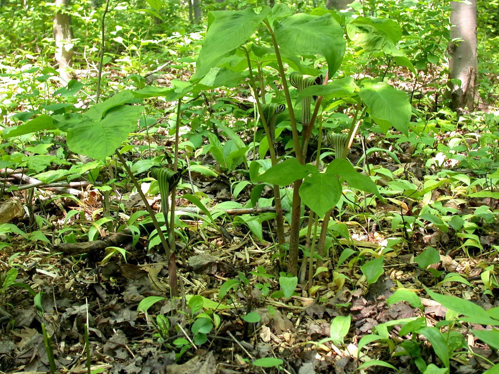 Jack-In-The-Pulpit (Arisaema Triphyllum) — This plant, native to eastern North America, grows 1-2 feet high and spreads 1 foot; it features a, image 114