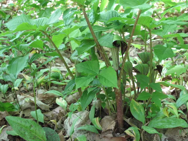 Jack-In-The-Pulpit (Arisaema Triphyllum) — is a captivating woodland perennial