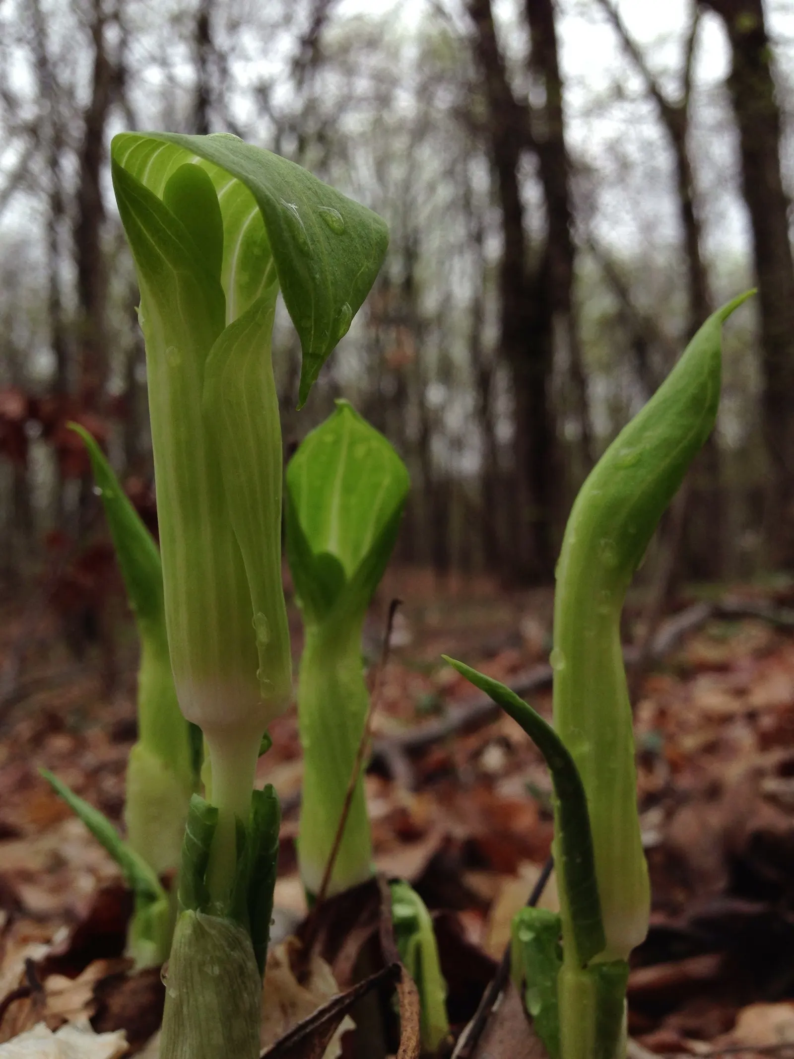 Jack-In-The-Pulpit (Arisaema Triphyllum) — it provides intriguing vertical accents in shaded gardens; this plant forms colonies through its, image 50