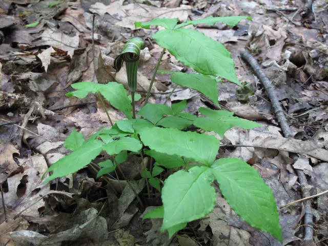Jack-In-The-Pulpit (Arisaema Triphyllum) — well-drained soil rich in organic matter
