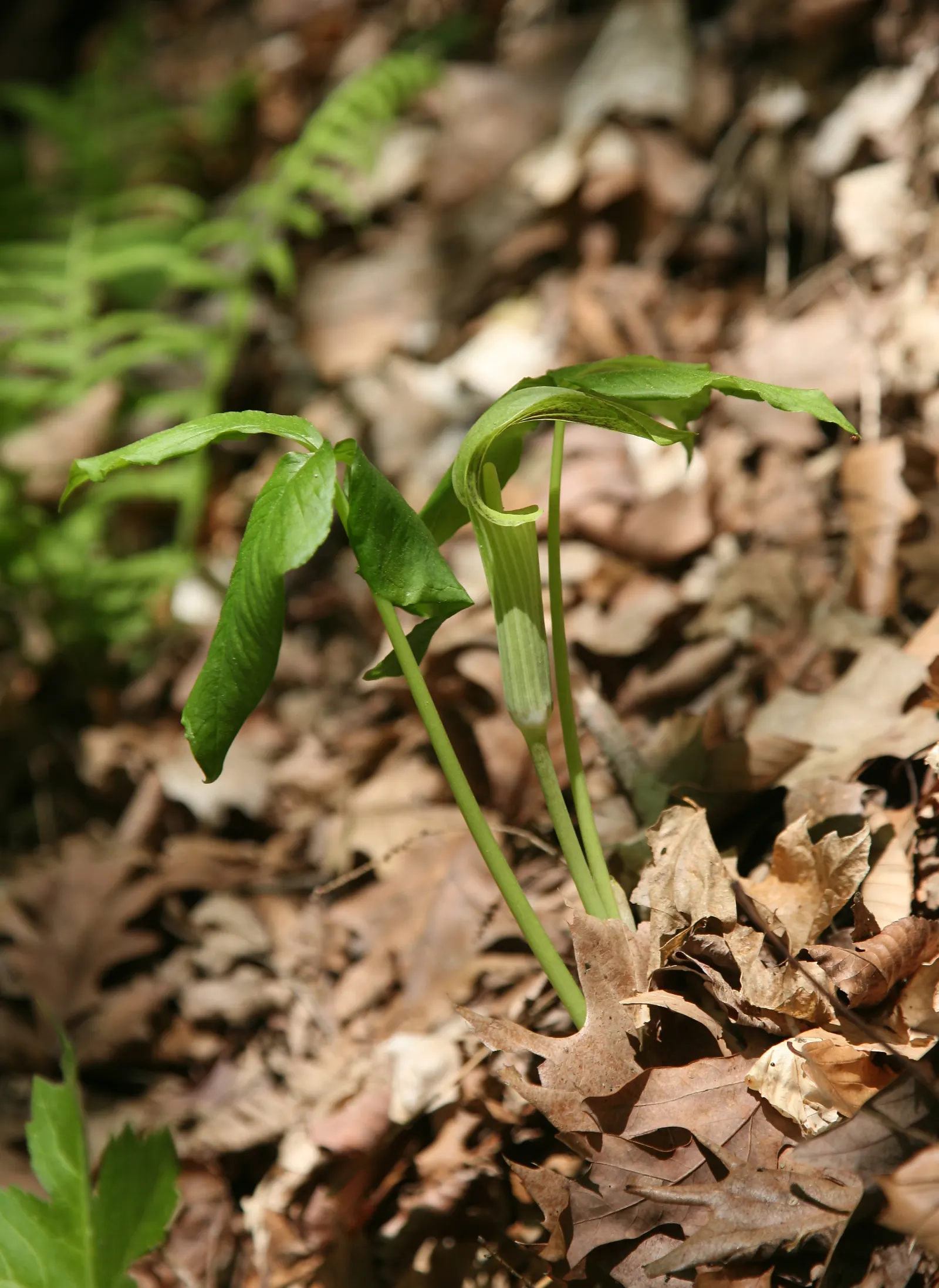 Jack-In-The-Pulpit (Arisaema Triphyllum) — while the spadix within is said to be the "Jack."<br><br>For cultivation; perennial for deep shade or shade